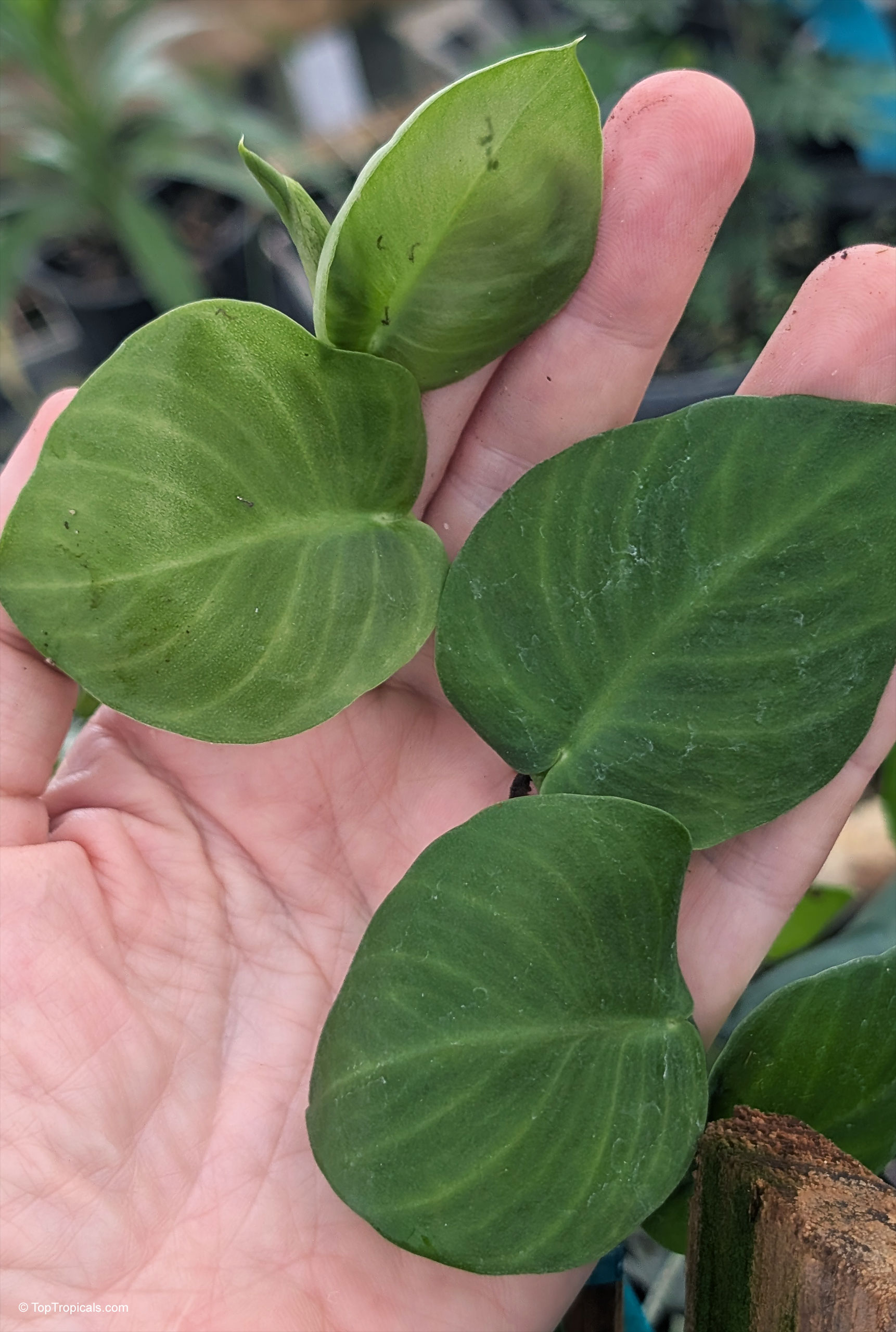 Rhaphidophora hayi shows heart shaped green leaves held in palm. Rhaphidophora hayi green leaves held in palm for a close up