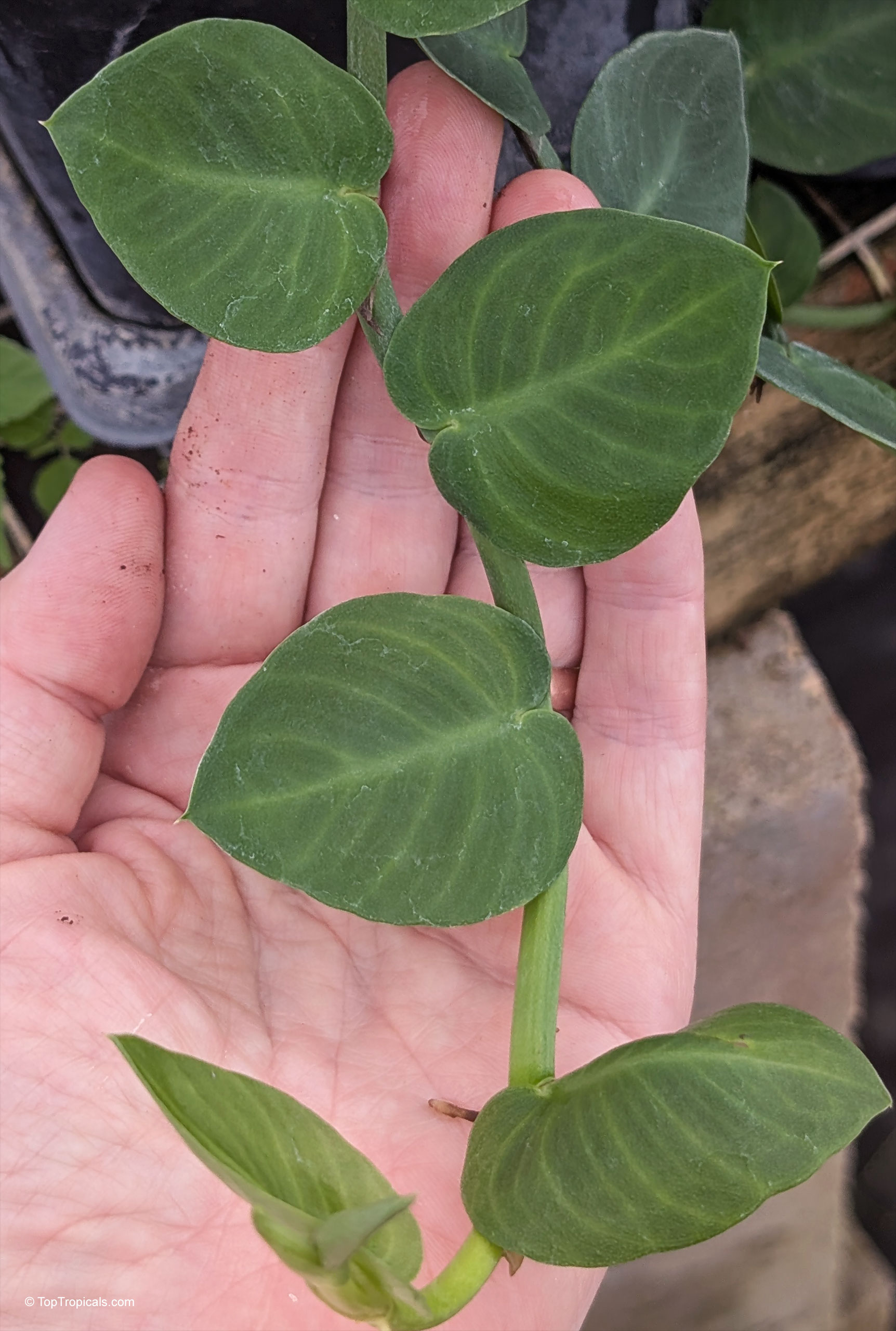 Rhaphidophora hayi with small dark green heart shaped leaves resting on a palm. Rhaphidophora hayi dark green heart shaped leaves held in a person hand close up.