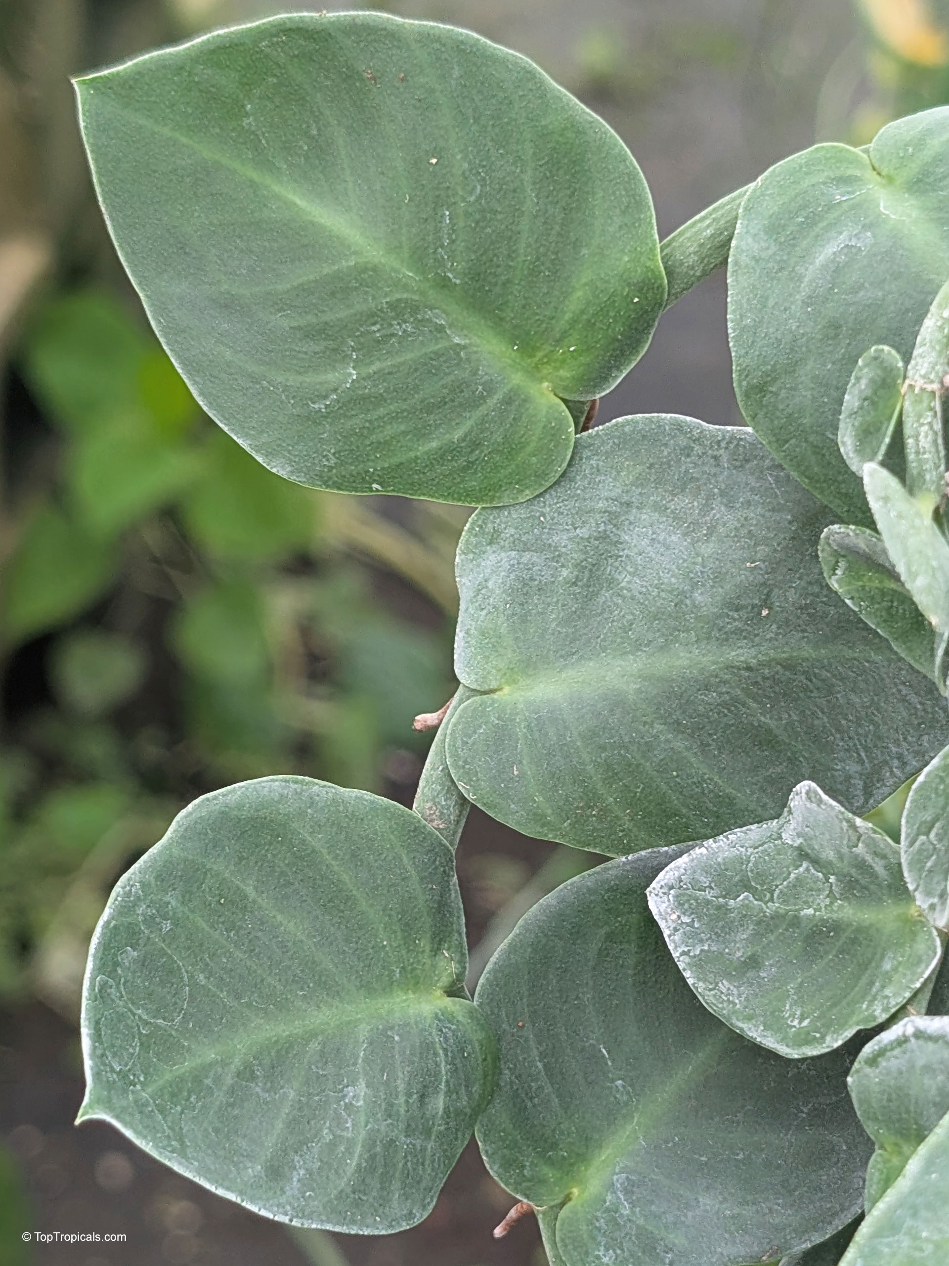 Rhaphidophora hayi with overlapping dark green leaves clinging to a surface Rhaphidophora hayi dark green overlapping leaves in a close up plant photo