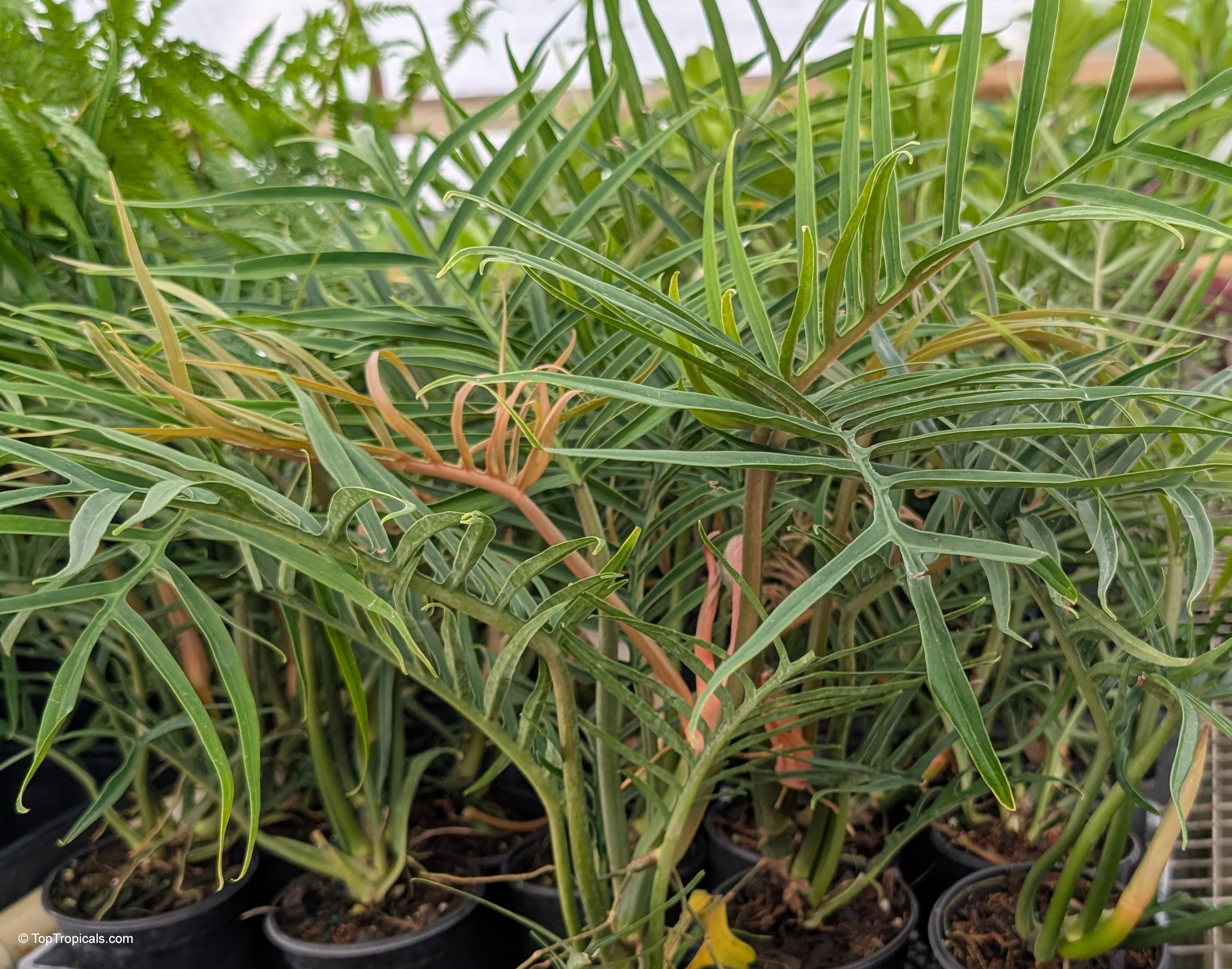 Philodendron tortum with thin, divided green foliage emerging from multiple small black containers. Philodendron tortum with narrow green leaves, deep lobes, and thin stems in many pots.
