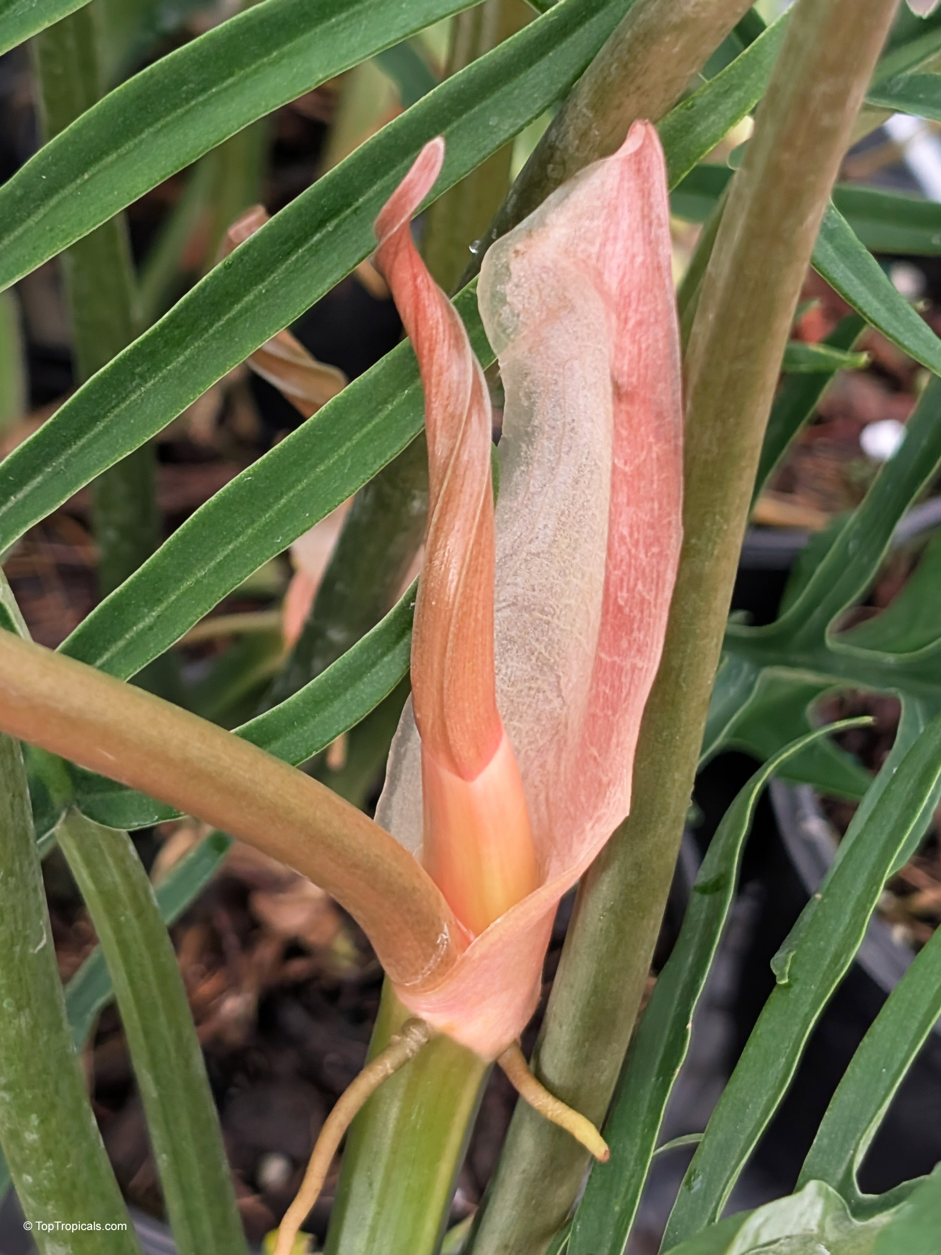 Philodendron tortum with a soft salmon colored spathe unfolding between deep green serrated leaves. Philodendron tortum with salmon colored spathe close up, surrounded by narrow deep green leaves.