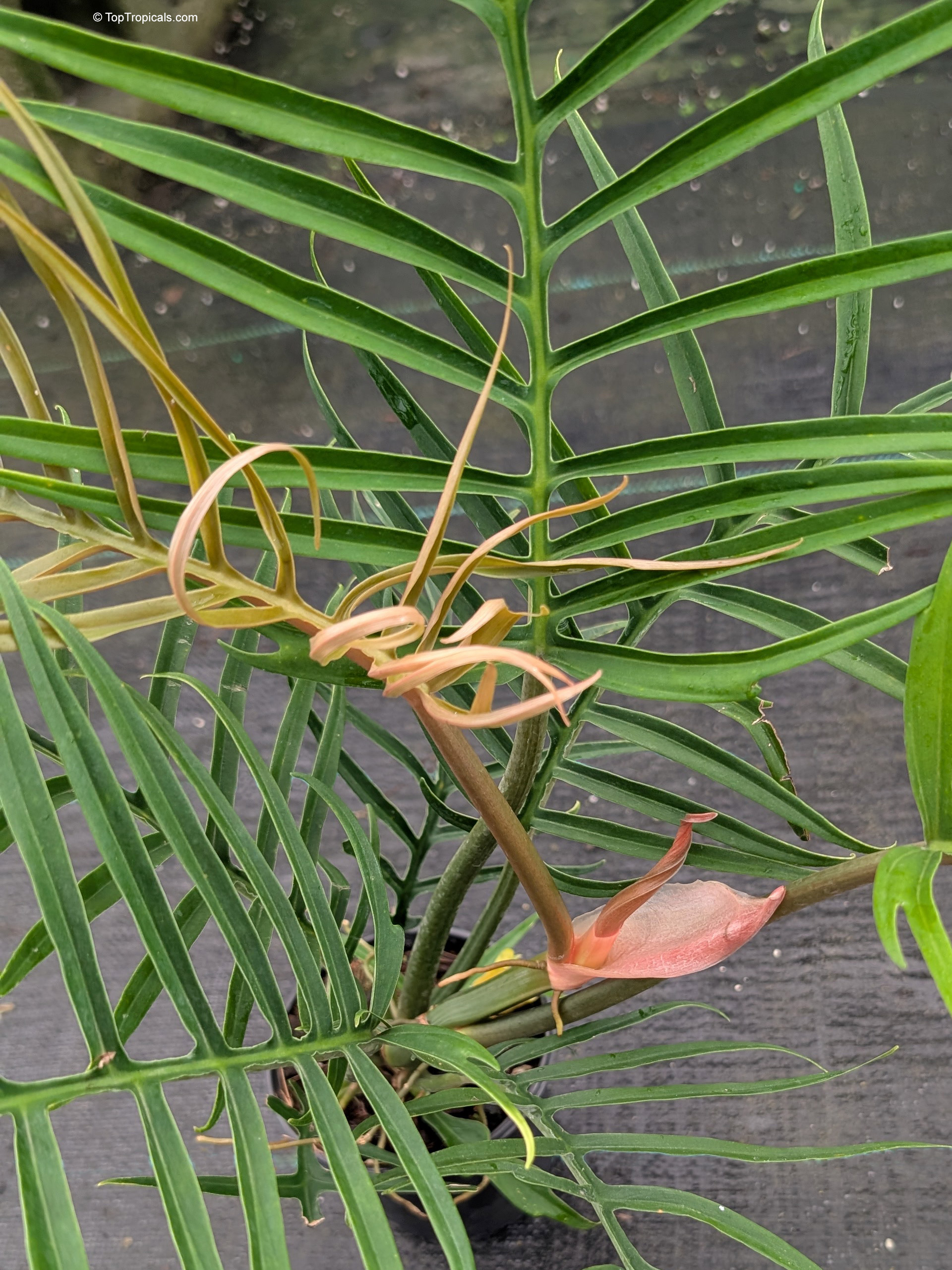 Philodendron tortum with distinct deeply lobed foliage and soft copper tones on new growth Philodendron tortum green leaves with copper tints in a close up plant photo
