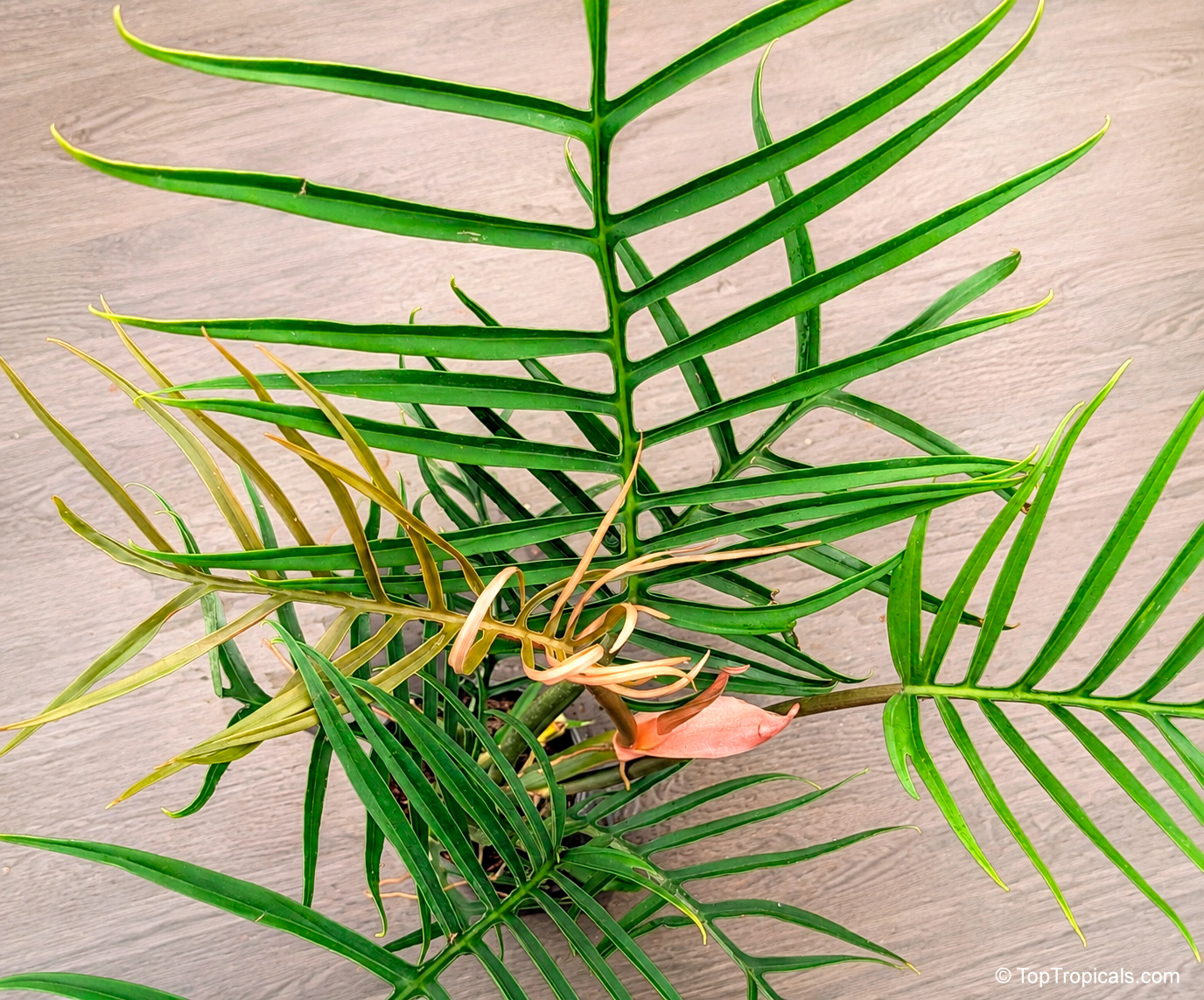 Philodendron tortum showing long deeply divided leaves with dark green and bronze shades Philodendron tortum with long dark green leaves and fresh bronze colored foliage