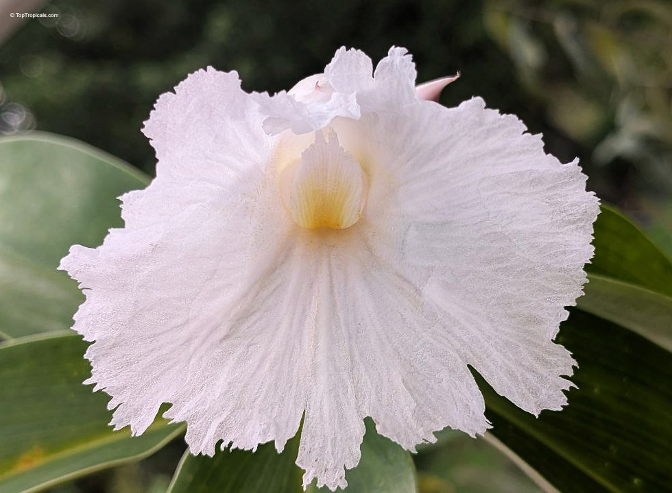Hellenia speciosa (Crepe Ginger) white flower with a yellow center and thin, ruffled petal edges. Hellenia speciosa (Crepe Ginger) white flower close up with yellow center and delicate wavy petals.