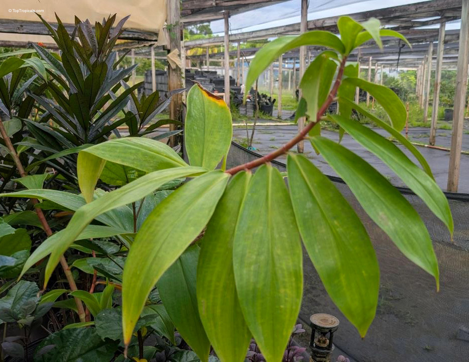 Hellenia speciosa (Crepe Ginger) with its long, pointed green leaves on a flexible reddish stem Hellenia speciosa (Crepe Ginger) with large green leaves on a thin reddish brown stem