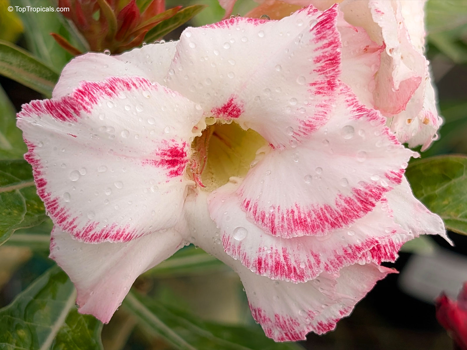 Adenium sp., Amaryllis Desert Rose Adenium sp., Amaryllis Desert Rose