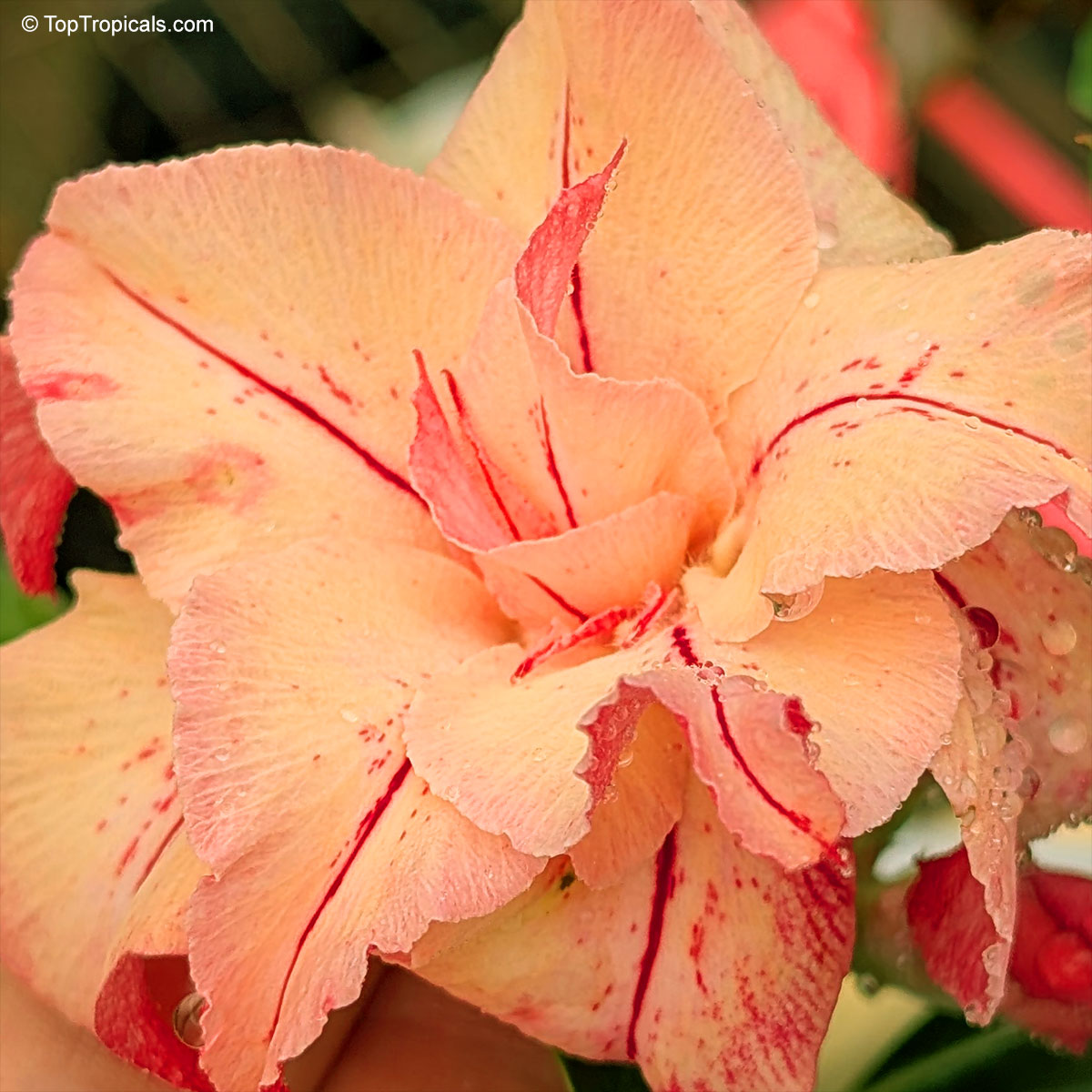 Adenium sp. , Amber Desert Rose Adenium sp. , Amber Desert Rose