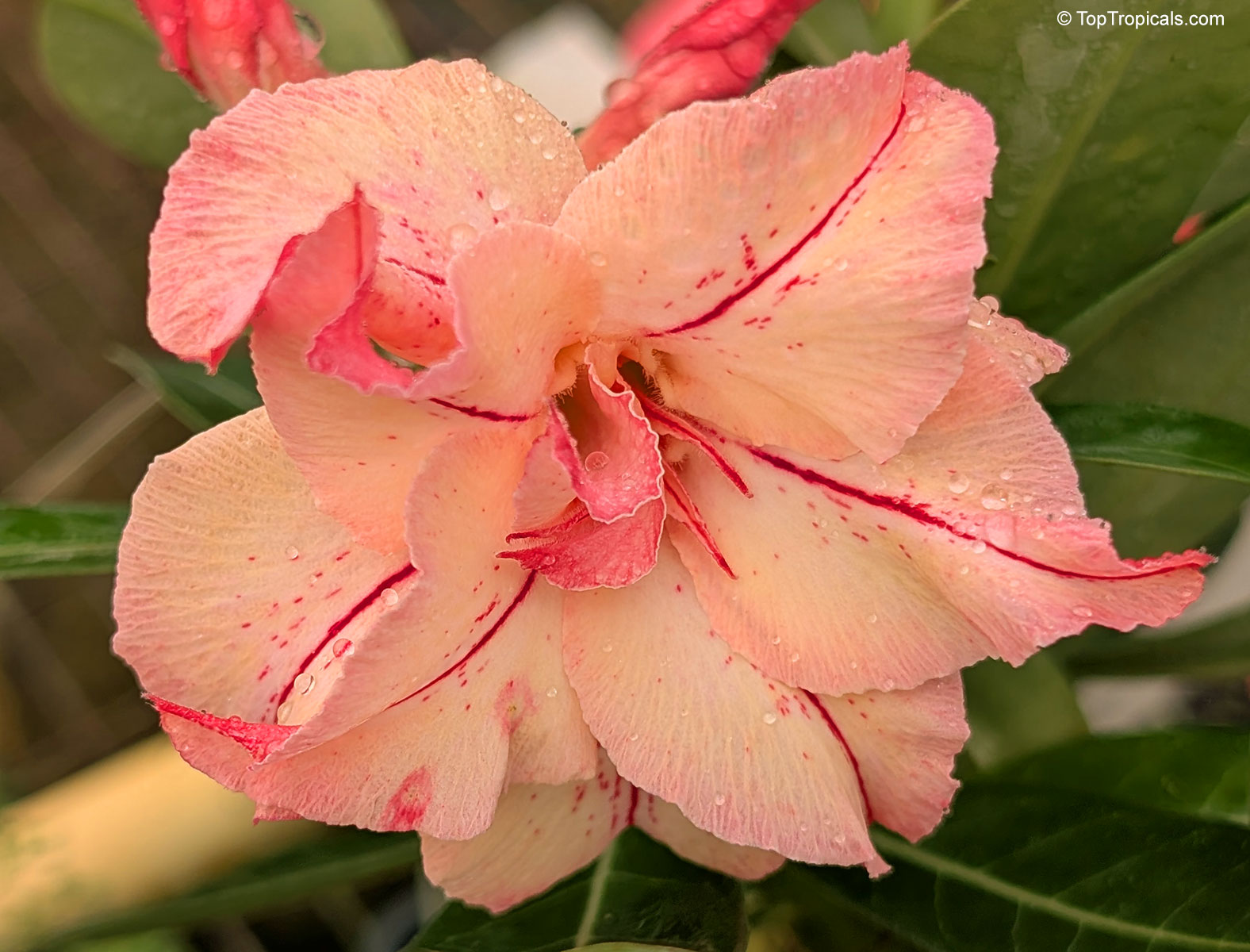 Adenium sp. , Amber Desert Rose Adenium sp. , Amber Desert Rose