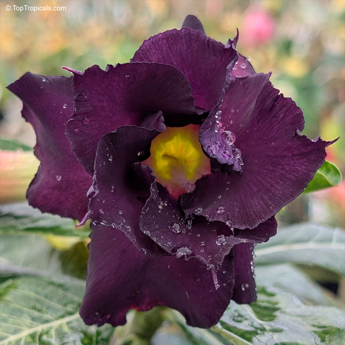 Desert Rose (Adenium) Black Sheep, Grafted Desert Rose (Adenium) Black Sheep, Grafted
