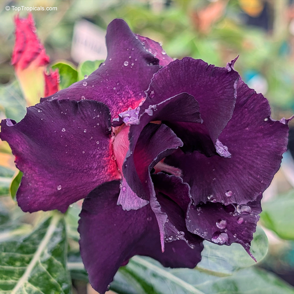 Adenium sp. , 'Black Sheep' Desert Rose Adenium sp. , 'Black Sheep' Desert Rose