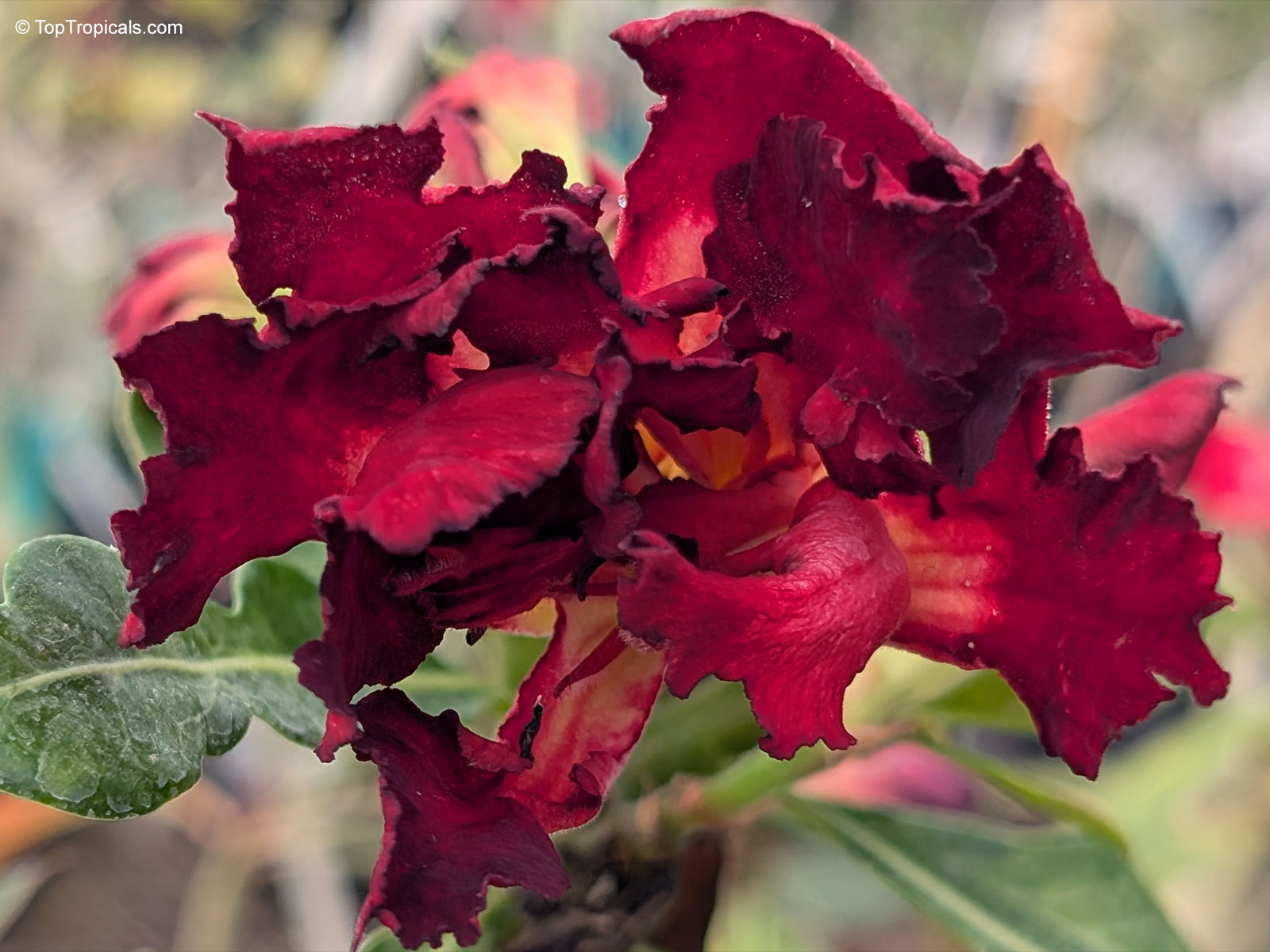 Adenium sp. , 'Black Swan' Desert Rose. Adenium 'Black Swan'. Adenium 'Black Swan' shows a distorted bloom in this specimen, possibly due to unusually cold weather during the bud formation period. Adenium sp. , 'Black Swan' Desert Rose. Adenium 'Black Swan'. Adenium 'Black Swan' shows a distorted bloom in this specimen, possibly due to unusually cold weather during the bud formation period.