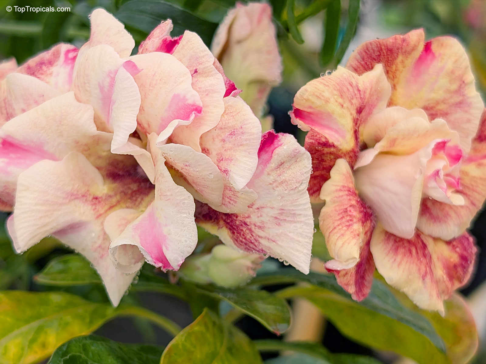Adenium sp. , Butterfly Yellow Desert Rose Adenium sp. , Butterfly Yellow Desert Rose
