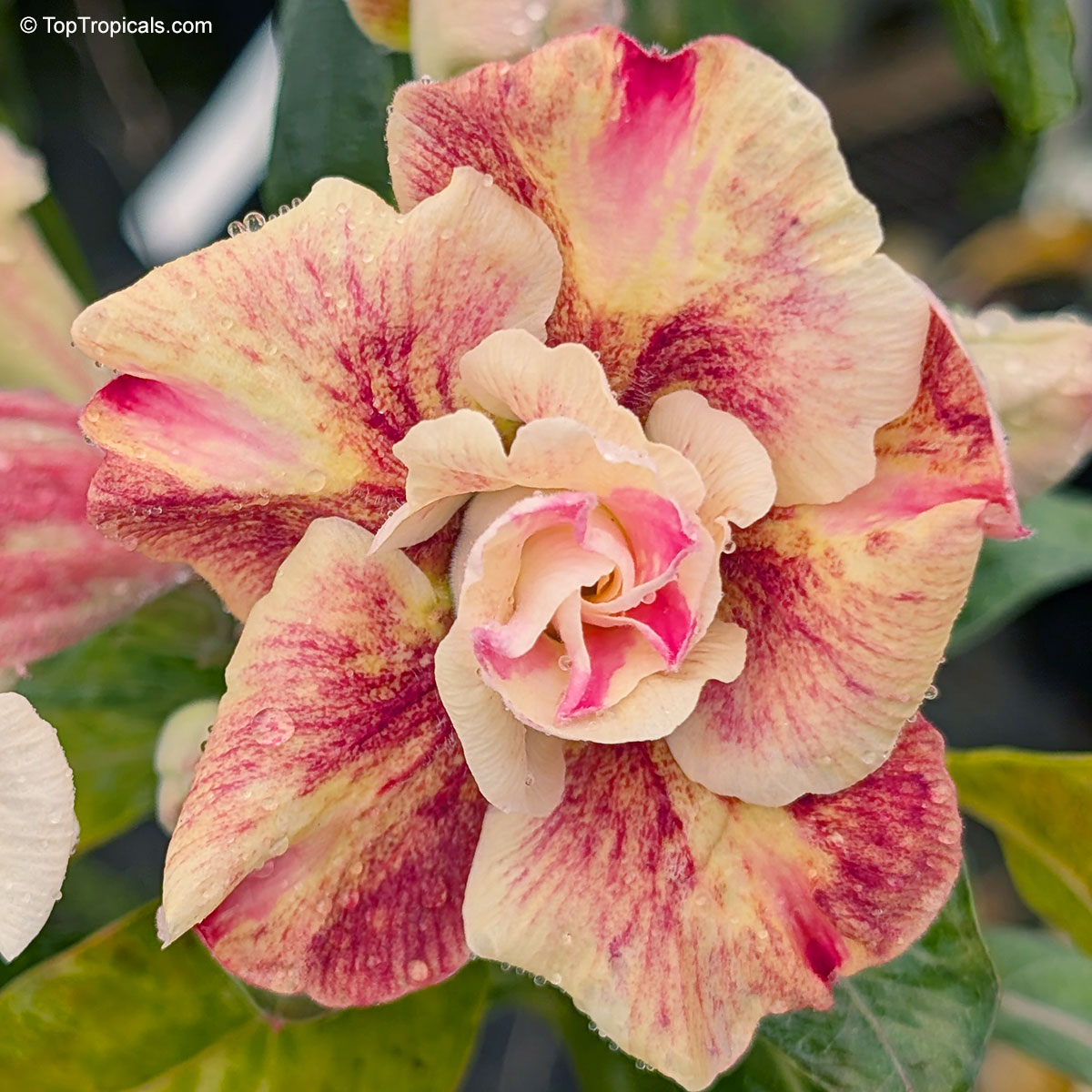 Adenium sp. , Butterfly Yellow Desert Rose Adenium sp. , Butterfly Yellow Desert Rose