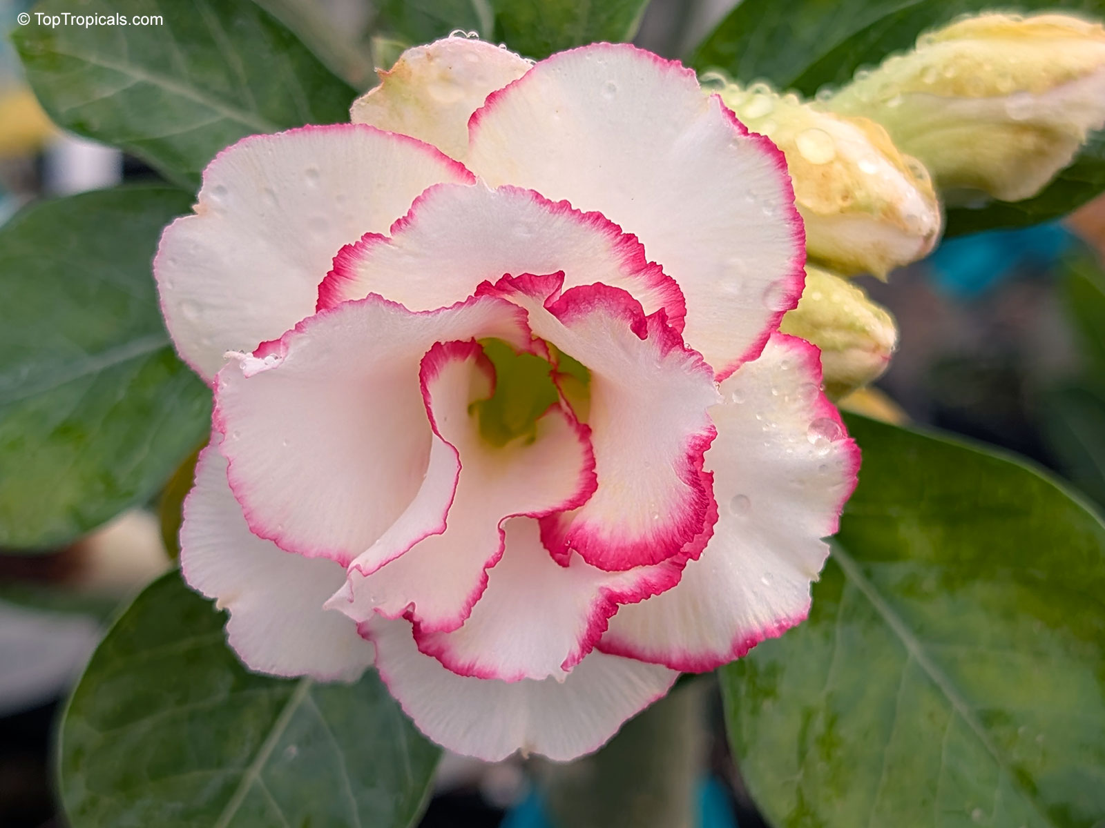 Adenium sp. , Candy Desert Rose Adenium sp. , Candy Desert Rose