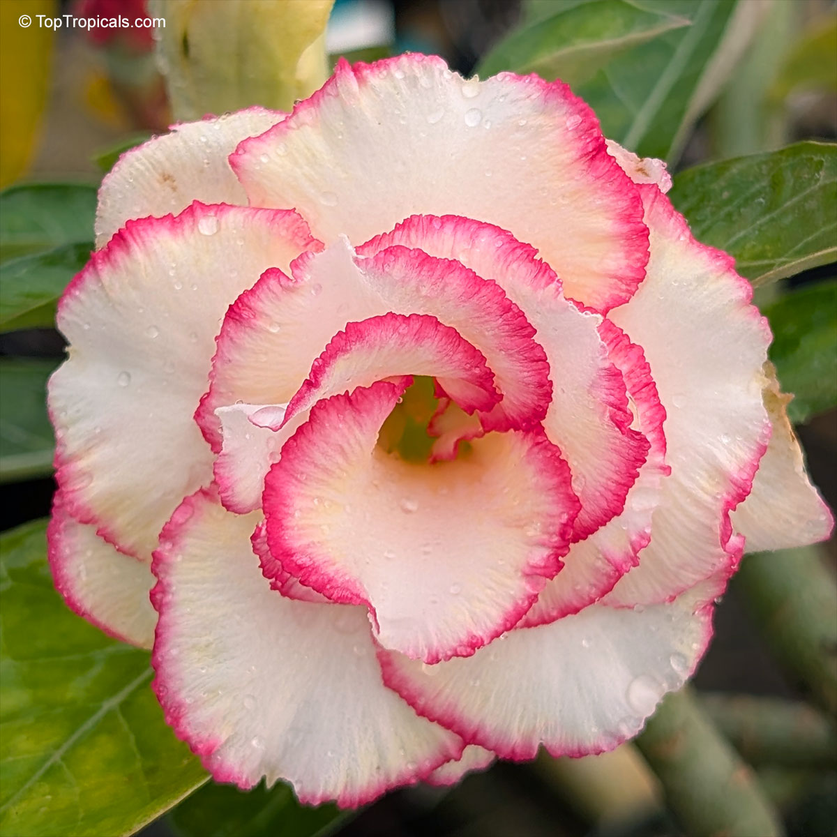 Adenium sp. , Candy Desert Rose Adenium sp. , Candy Desert Rose