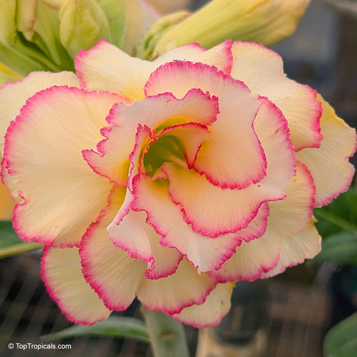 Desert Rose (Adenium) Candy, Grafted Desert Rose (Adenium) Candy, Grafted
