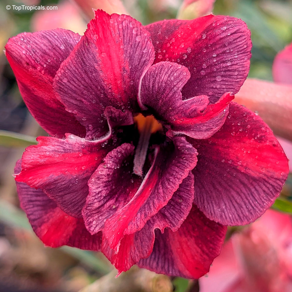 Adenium sp. , Chok Dee Desert Rose Adenium sp. , Chok Dee Desert Rose