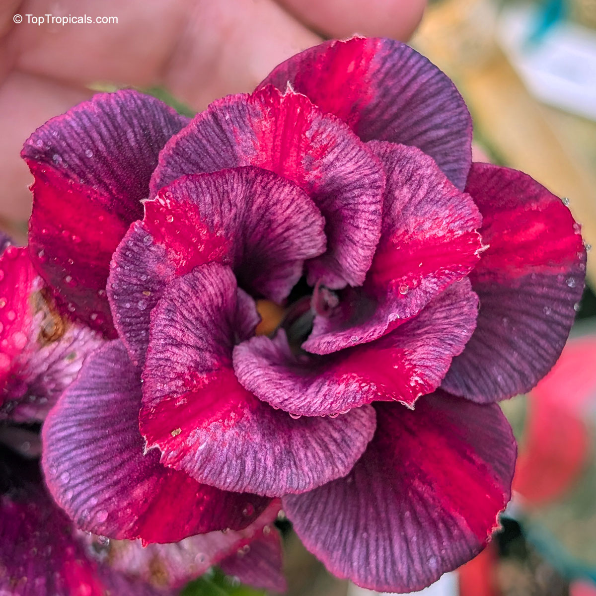 Adenium sp. , Chok Dee Desert Rose Adenium sp. , Chok Dee Desert Rose