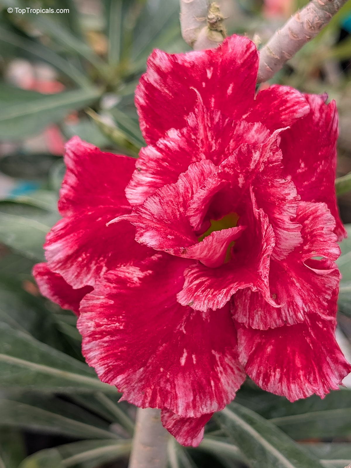Adenium sp., Fighting Fishtail Desert Rose Adenium sp., Fighting Fishtail Desert Rose