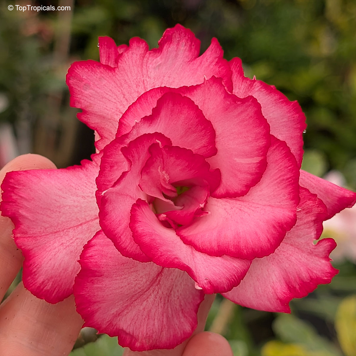 Adenium sp., 'Giant Diamond' Desert Rose Adenium sp., 'Giant Diamond' Desert Rose