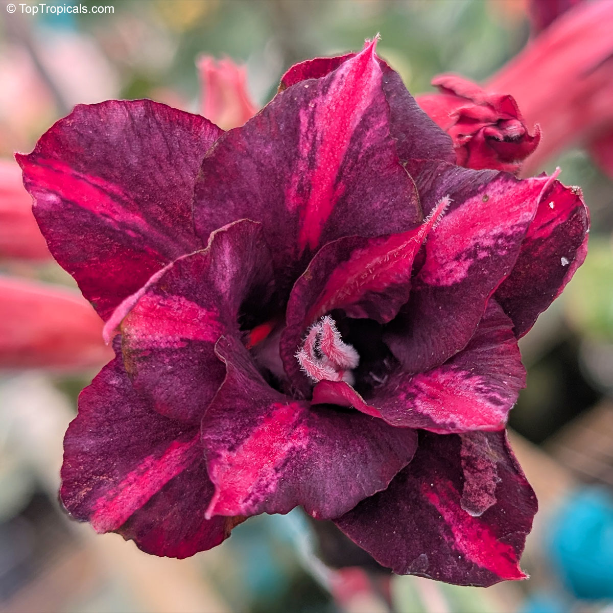 Adenium sp. , 'King of Purple' Desert Rose Adenium sp. , 'King of Purple' Desert Rose