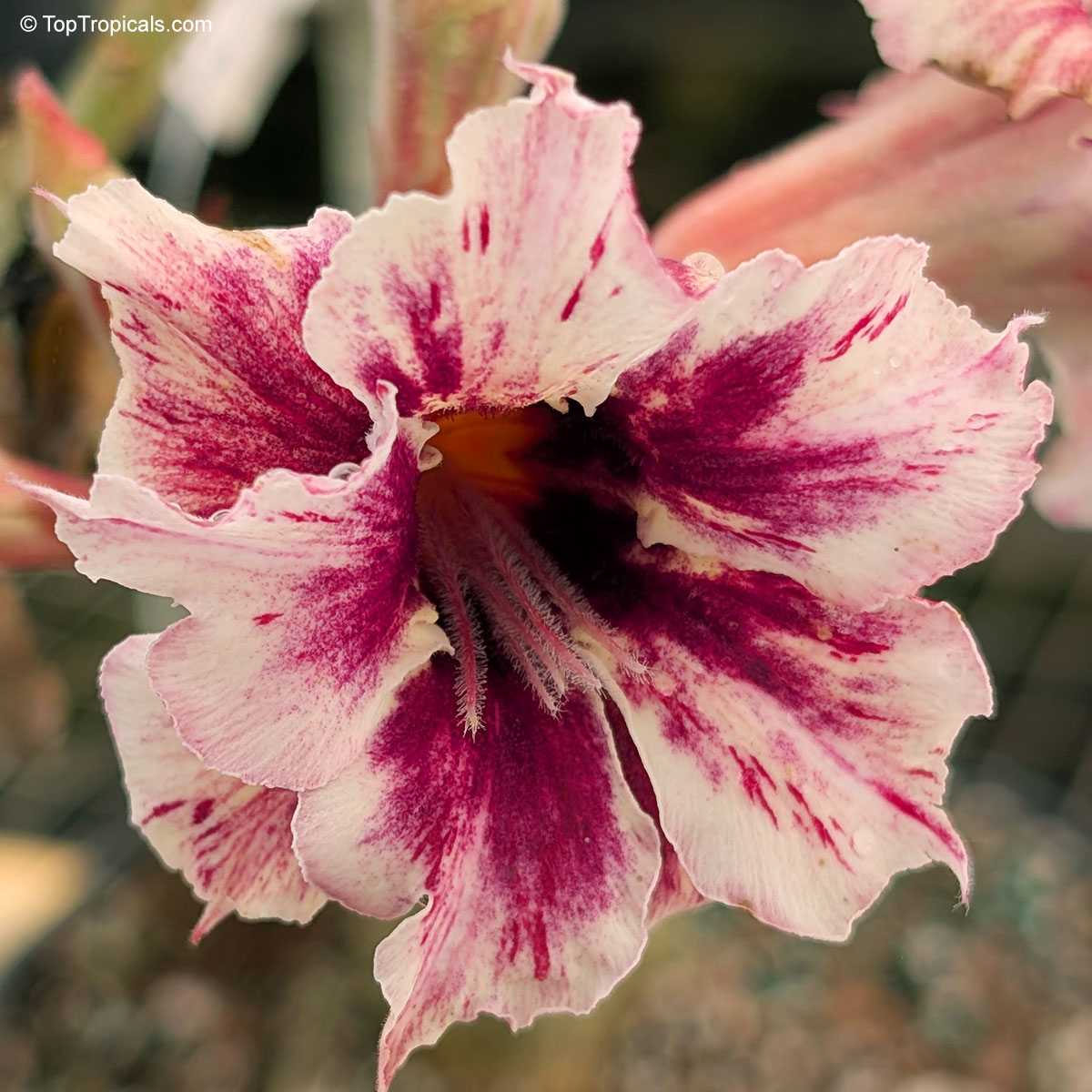 Adenium sp., Moung Sakda Desert Rose Adenium sp., Moung Sakda Desert Rose