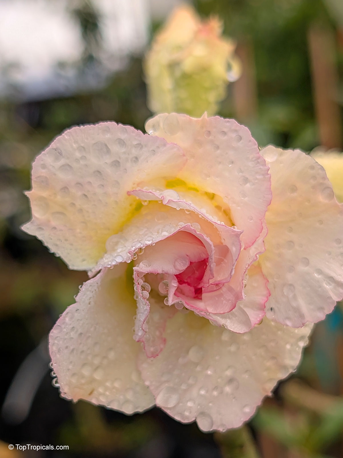 Adenium sp., 'Ploysai' Desert Rose Adenium sp., 'Ploysai' Desert Rose