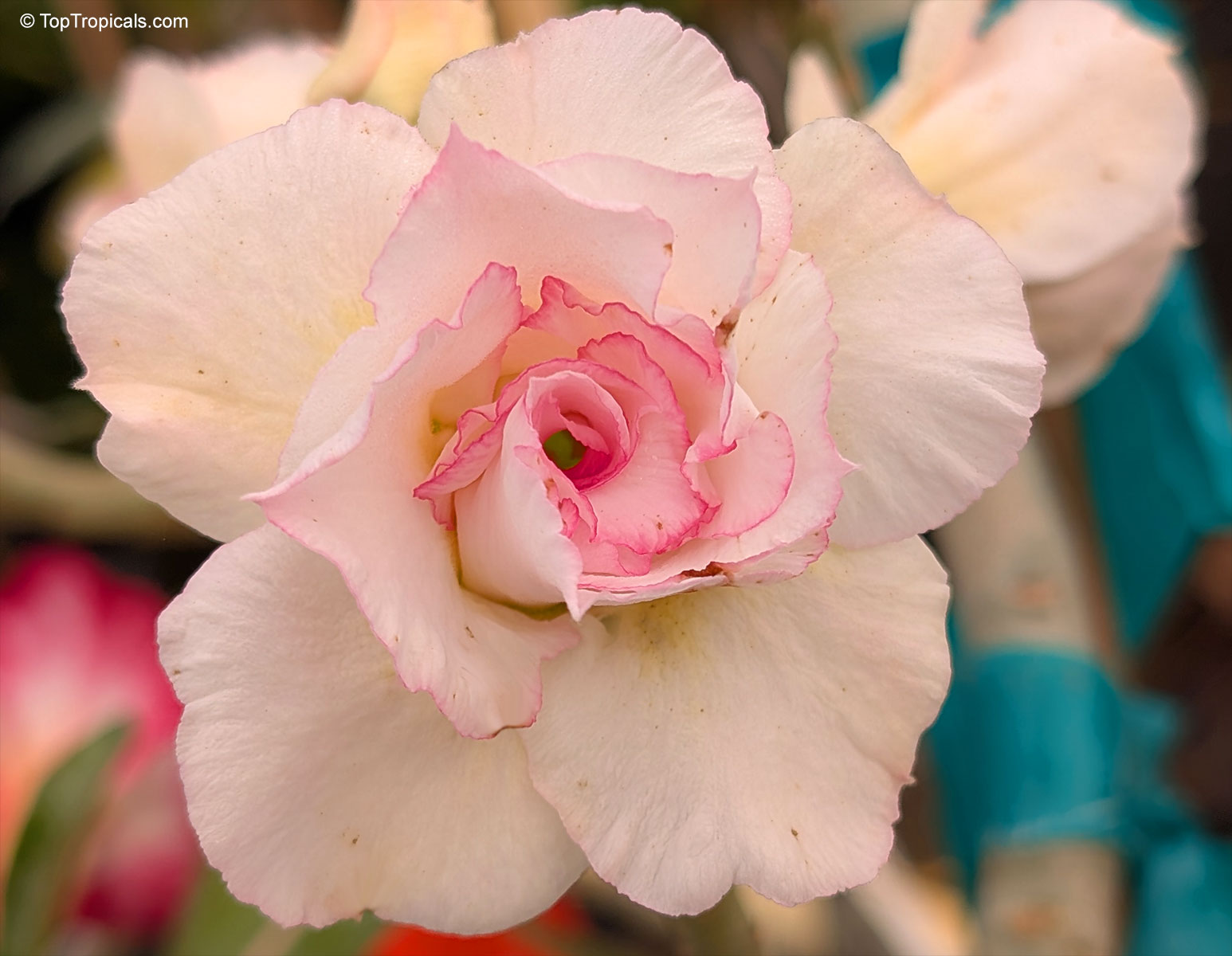 Adenium sp., 'Ploysai' Desert Rose Adenium sp., 'Ploysai' Desert Rose