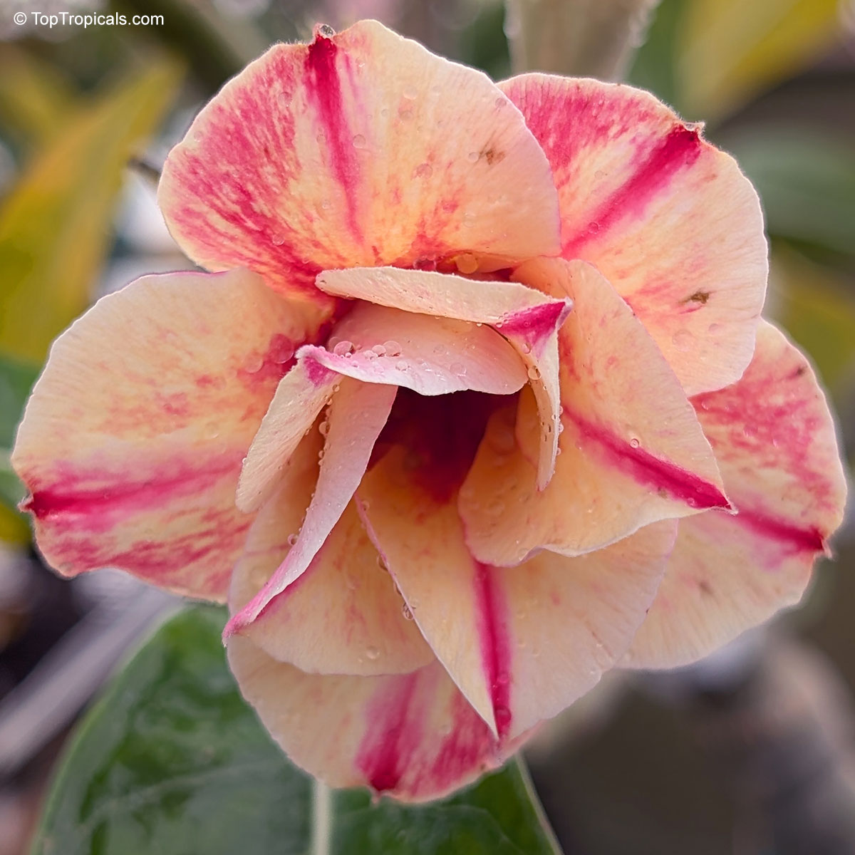 Adenium sp. , Pra Rod Mary Desert Rose Adenium sp. , Pra Rod Mary Desert Rose