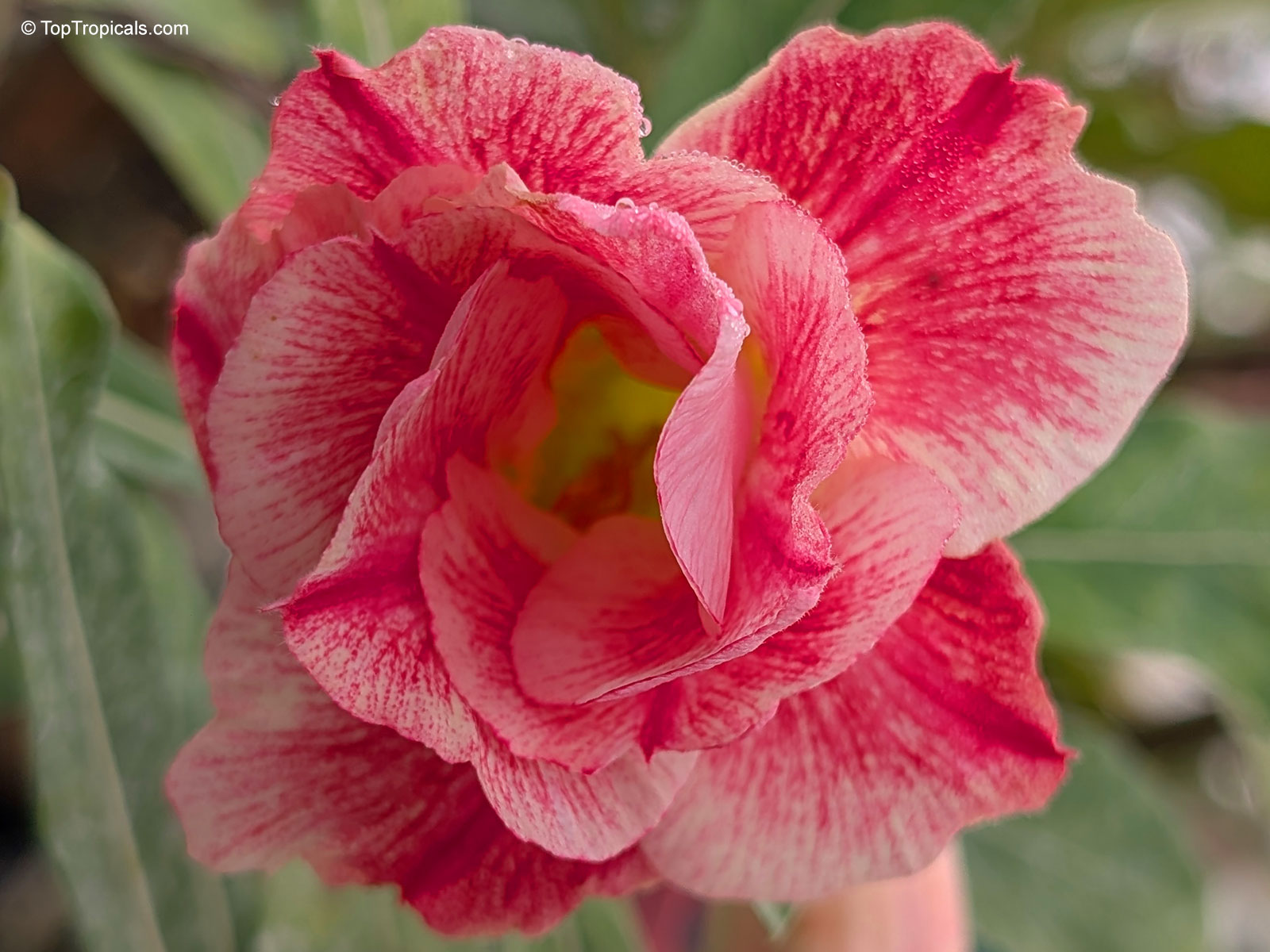 Saithong, Sai Thong Desert Rose, Yellow Gift Desert Rose Saithong, Sai Thong Desert Rose, Yellow Gift Desert Rose