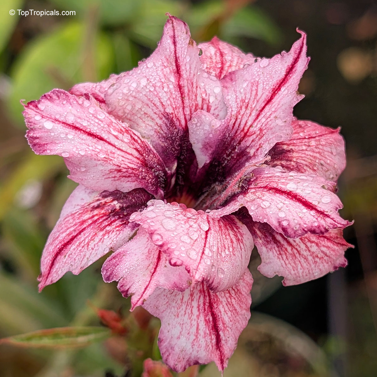 Adenium sp. , 'Think of You' Desert Rose Adenium sp. , 'Think of You' Desert Rose