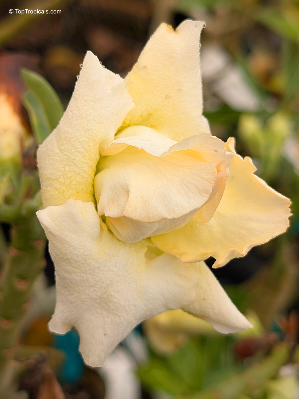 Adenium sp. , Yellow Desert Rose Adenium sp. , Yellow Desert Rose