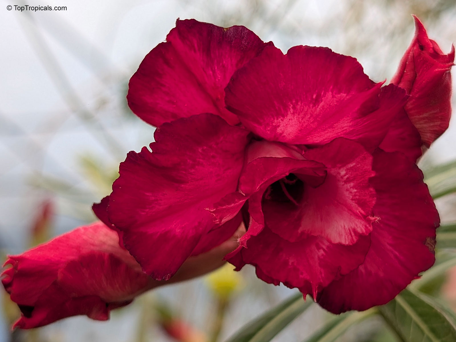 Adenium sp., Double Flower Desert Rose Hybrid Adenium sp., Double Flower Desert Rose Hybrid