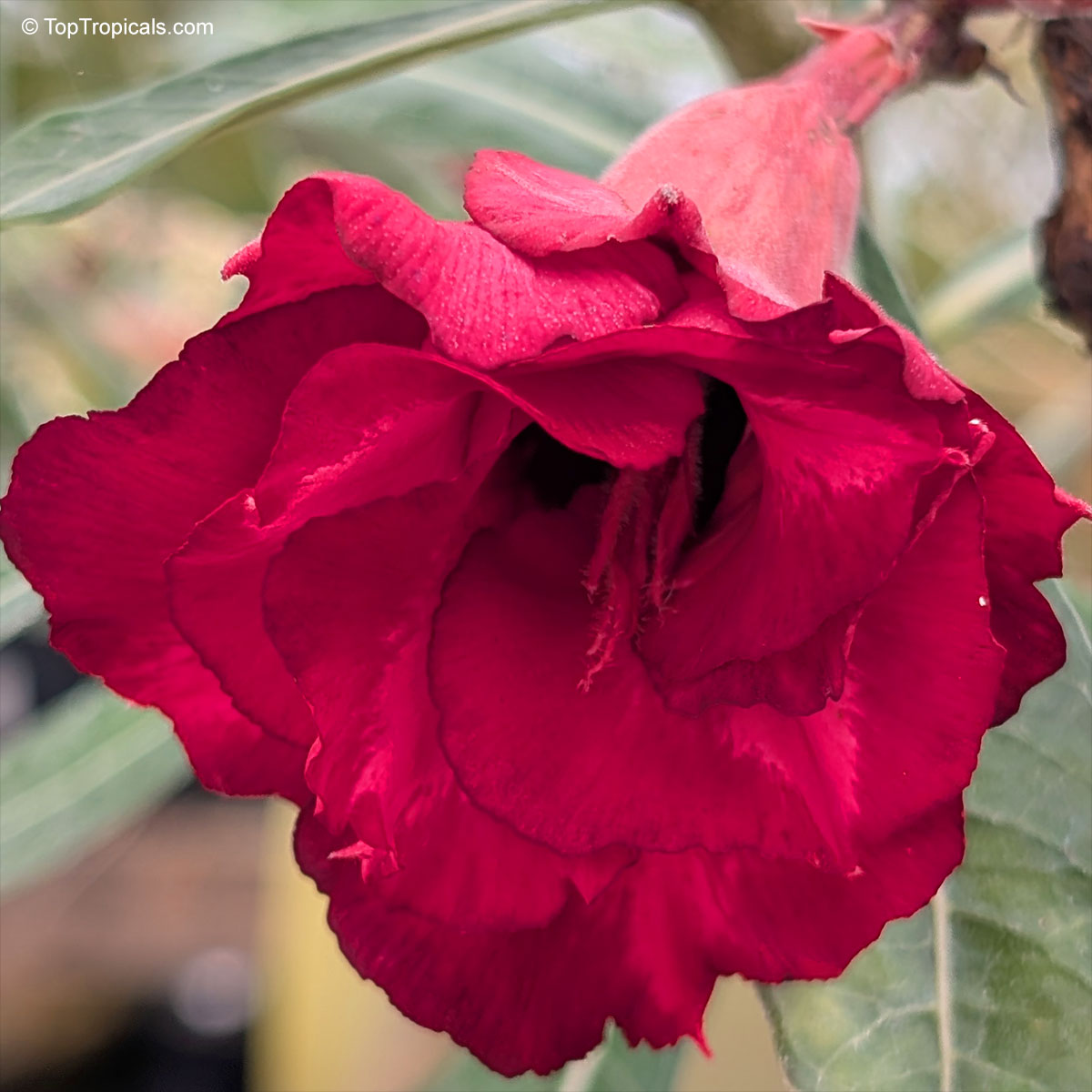 Adenium sp., Double Flower Desert Rose Hybrid Adenium sp., Double Flower Desert Rose Hybrid