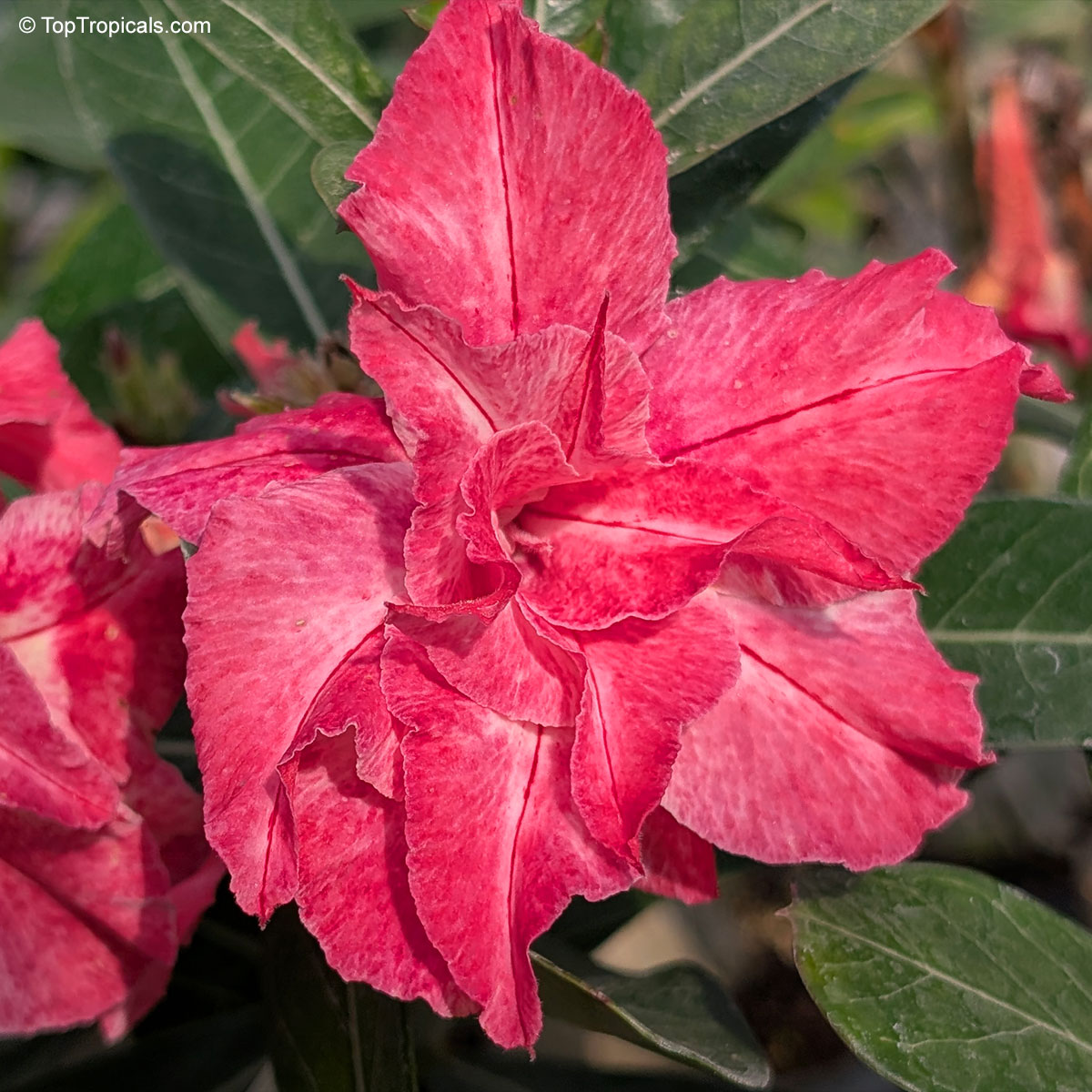 Adenium sp., Double Flower Desert Rose Hybrid Adenium sp., Double Flower Desert Rose Hybrid