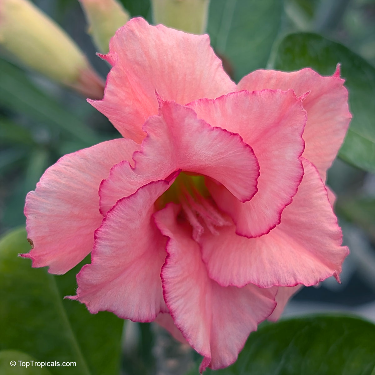 Adenium sp. , 'Sherbet' Desert Rose Adenium sp. , 'Sherbet' Desert Rose