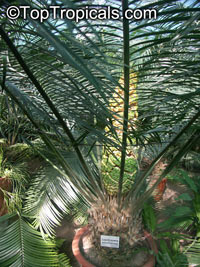 Lepidozamia peroffskyana, Pineapple Zamia

Click to see full-size image