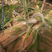 Didierea trollii, Octopus Plant

Click to see full-size image