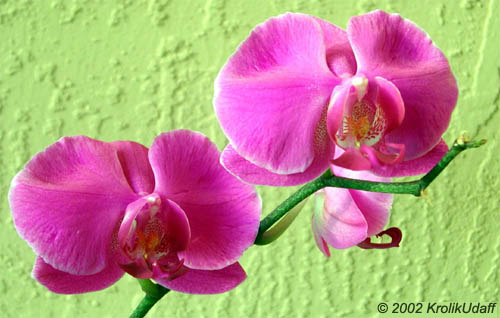 Phalaenopsis sp., Phalaenopsis Orchid, Moth Orchid. Ph. Dainty Betty x Dtps. Modern Rose