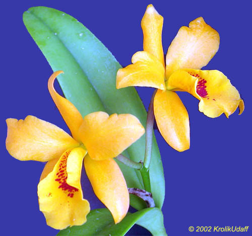 Cattleya sp., Cattleya Orchid. Gold Digger Fuchs Mandarin