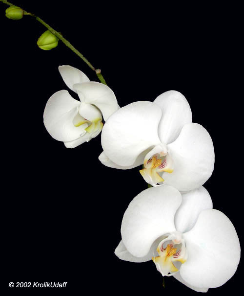 Phalaenopsis sp., Phalaenopsis Orchid, Moth Orchid. Ph. Taipei Gold Taida x Double Delight Tayama