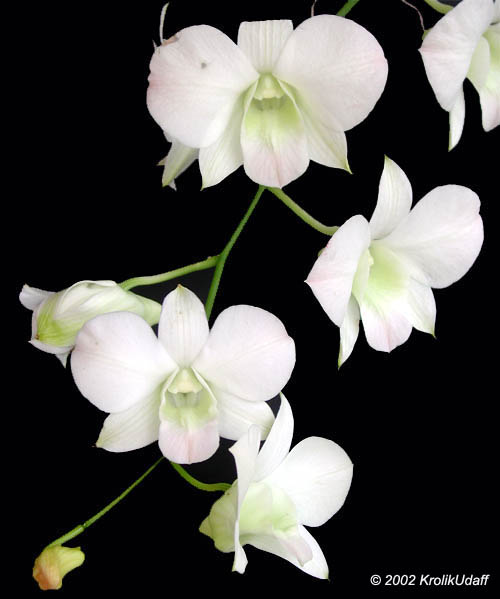 Dendrobium sp., Dendrobium Orchid. Dendrobium Blushing