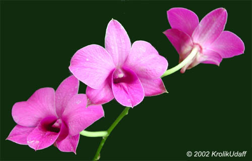 Dendrobium sp., Dendrobium Orchid. Dendrobium Salaya Minist