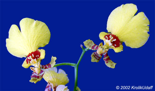 Oncidium sp., Oncidium Orchid. Oncidium Taka Goldiana