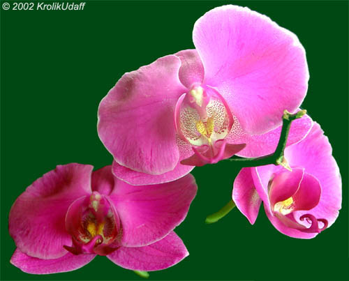Phalaenopsis sp., Phalaenopsis Orchid, Moth Orchid. Ph. Dainty Betty x Dtps. Modern Rose