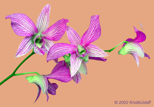 Dendrobium sp., Dendrobium Orchid. Dendrobium Jaky Stripe