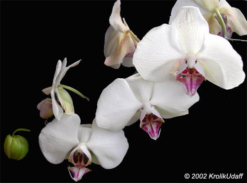 Phalaenopsis sp., Phalaenopsis Orchid, Moth Orchid. Galvanization x Phalaenipsis Cortney Bower