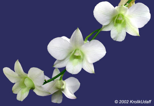 Dendrobium sp., Dendrobium Orchid. Dendrobium Pravit White