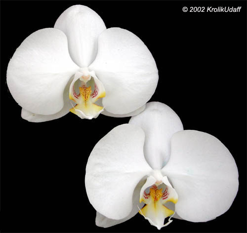 Phalaenopsis sp., Phalaenopsis Orchid, Moth Orchid. Ph. Taipei Gold Taida x Double Delight Tayama