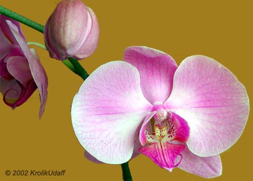 Phalaenopsis sp., Phalaenopsis Orchid, Moth Orchid. Dtps. Sweet Melody Sato x Dtps. Happy Valentine Pink